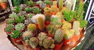 Бизнес план – продажа кактусов и суккулентов